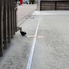 門扉裏から歩道を見る